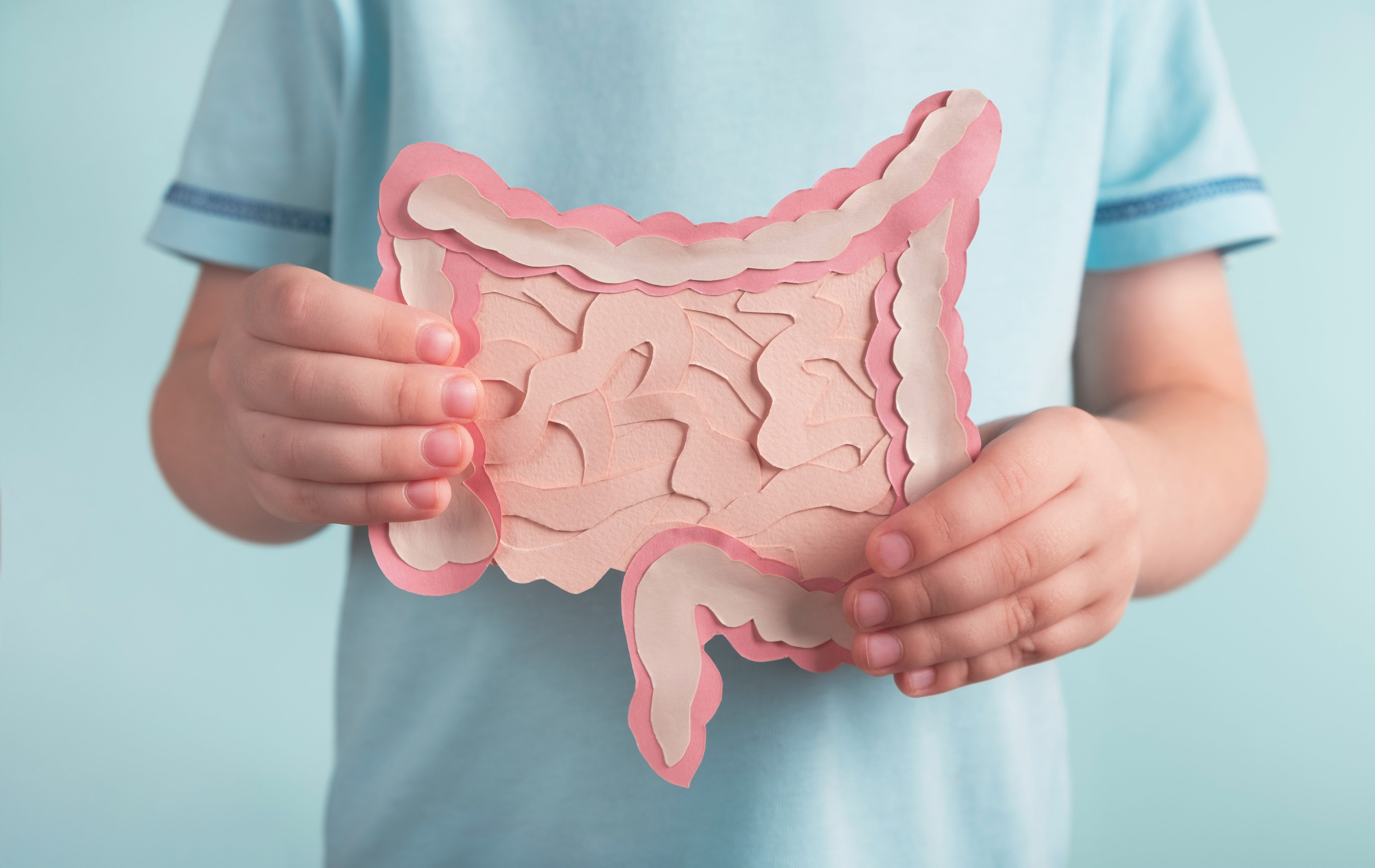 Child,Holding,Decorative,Model,Intestine.,Healthy,Digestion,Children,Concept,,Probiotics