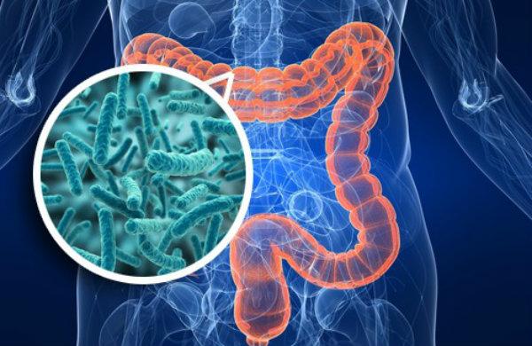 Relación entre intestino y cerebro
